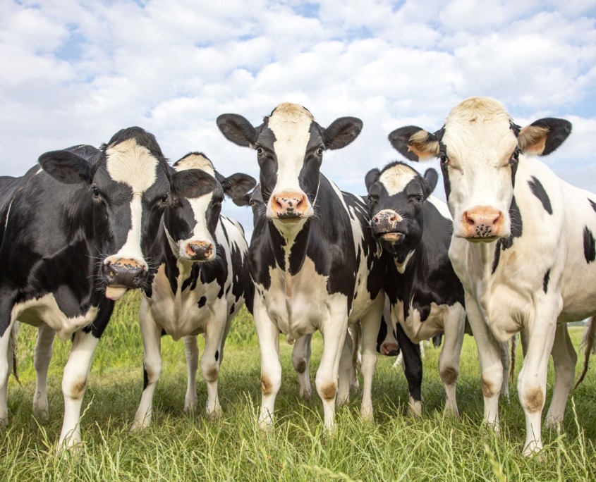 nice_cow