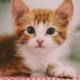 A cute cat looking at the camera