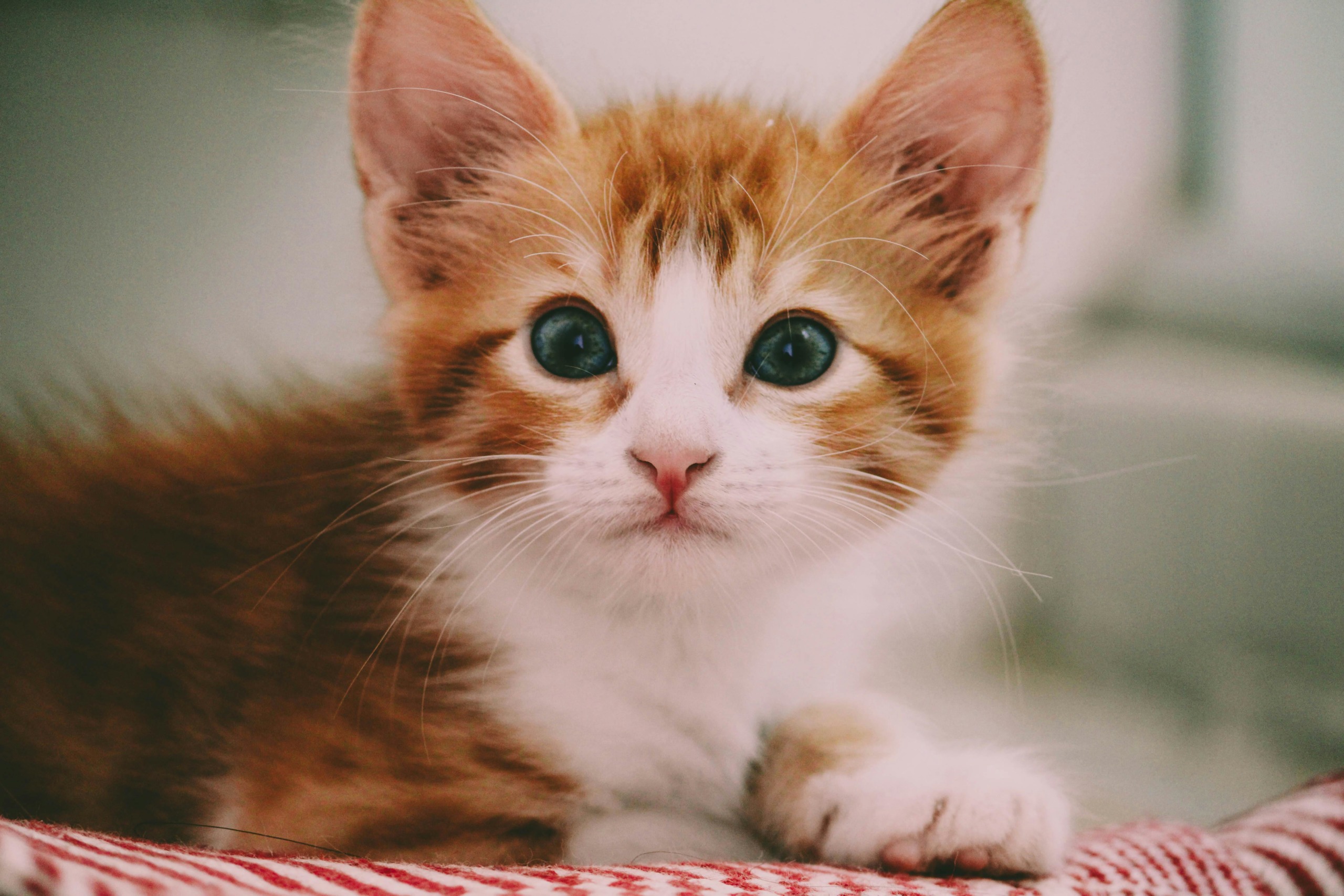 A cute cat looking at the camera
