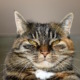 Miau