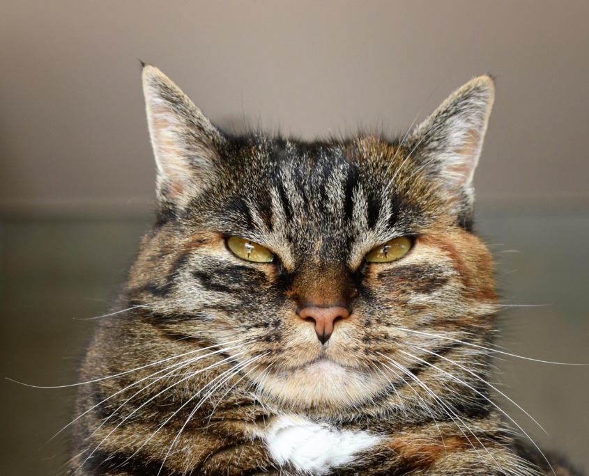Miau