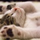 Katze