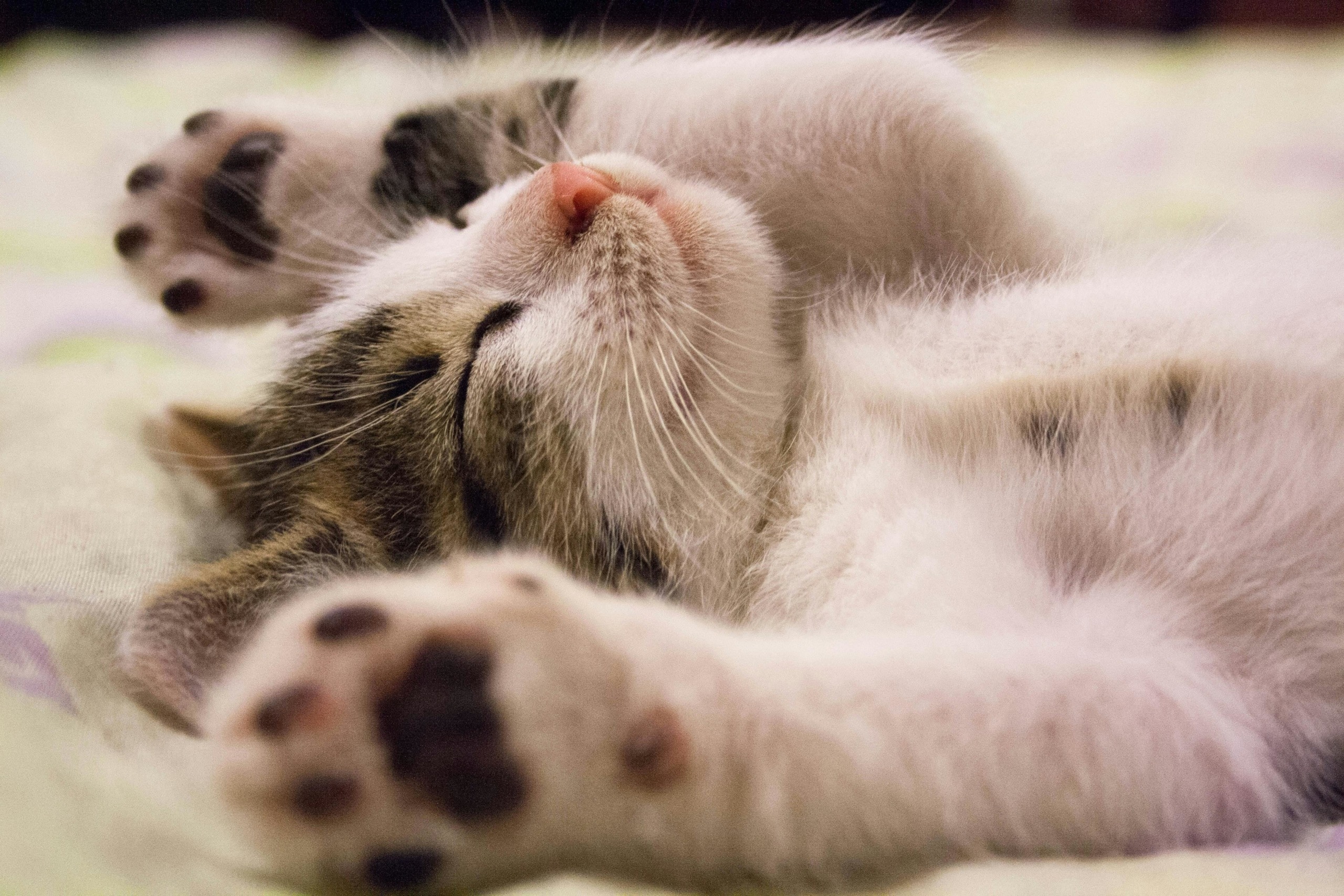 Katze