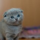 Katze