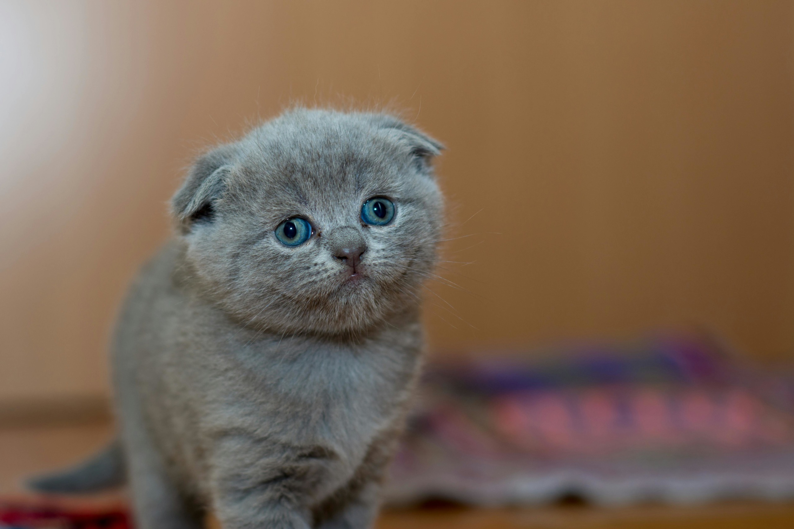 Katze